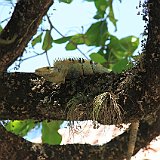 Costa Rica20150407-1945-1335